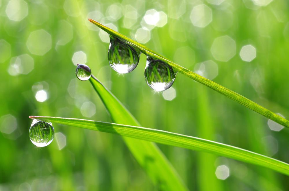 Dew forms on plants when cold air cannot hold moisture.
