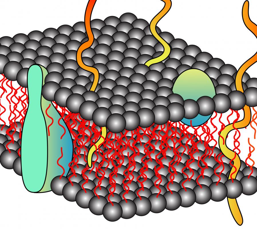 A plasma membrane keeps the cell intact.