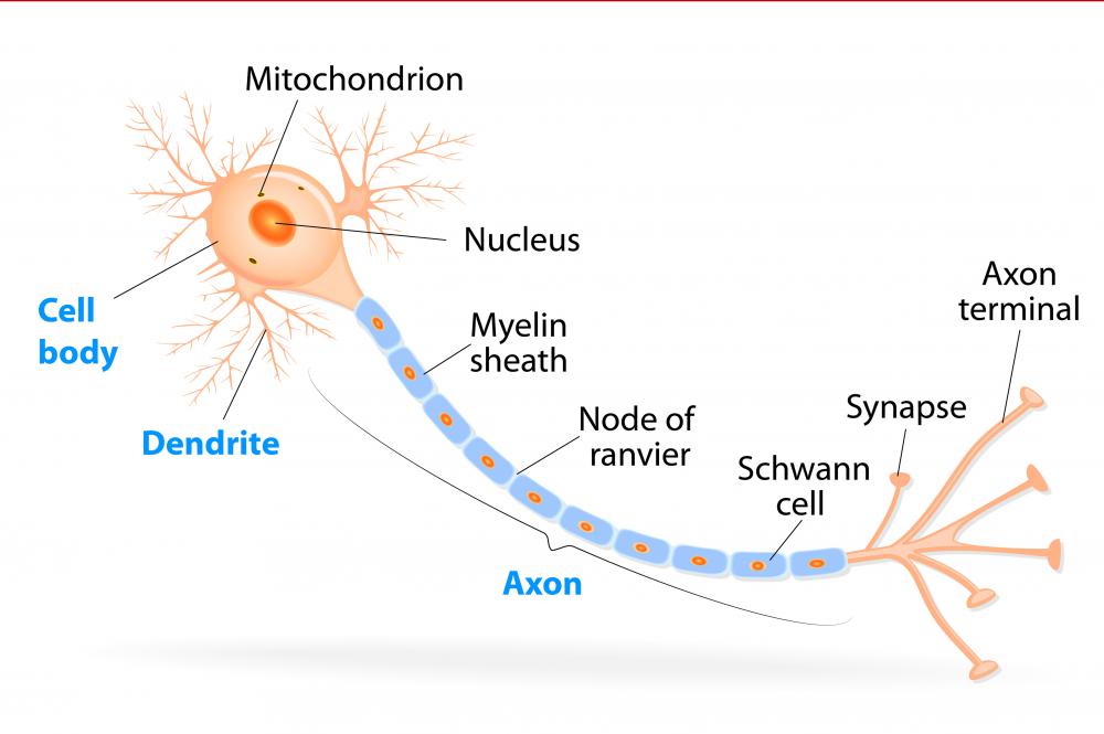 Myelin insulates a section of the neuron called the axon.
