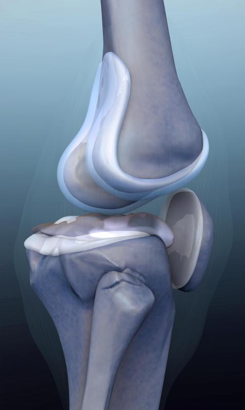 Cartilage plays an important role in articular surface joints throughout the body, such as the knees.