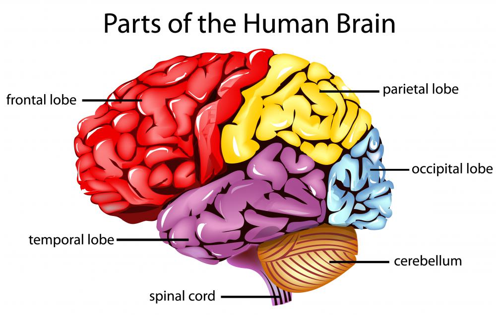 Larger frontal lobes tend to result in larger IQ's.
