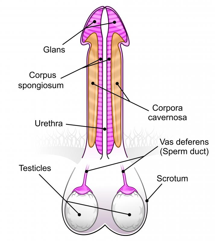 Trauma and other conditions can cause swelling of the scrotum.