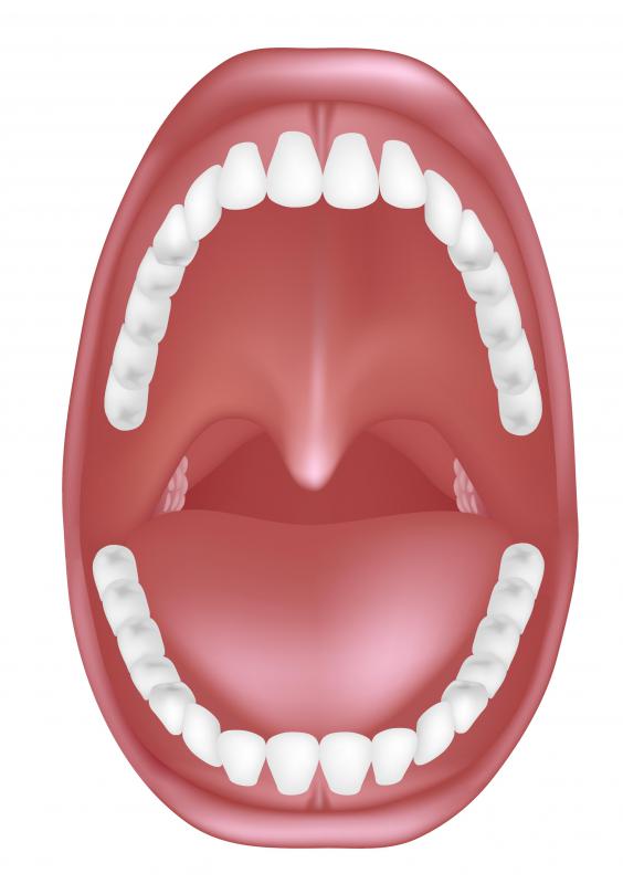 Epithelial tissue can be found inside the mouth.