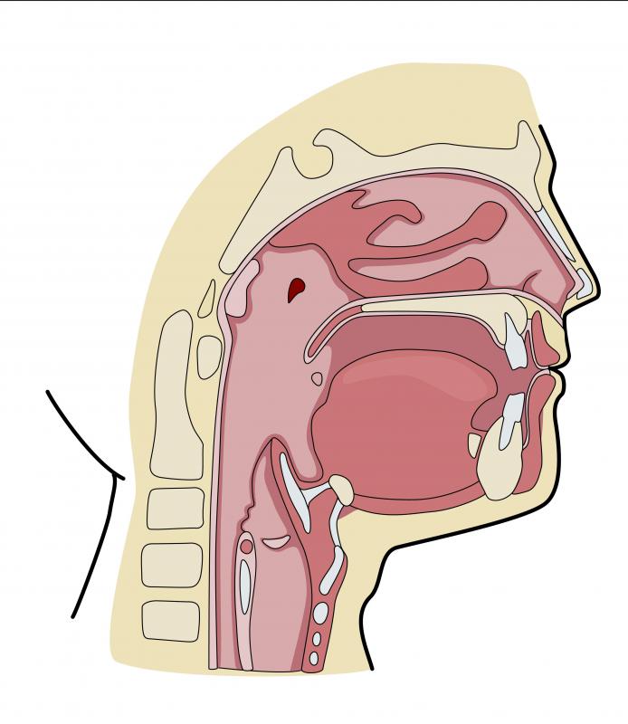 The esophagus transports food from the mouth to the stomach.