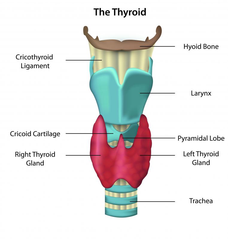 The pituitary gland controls the thyroid gland.