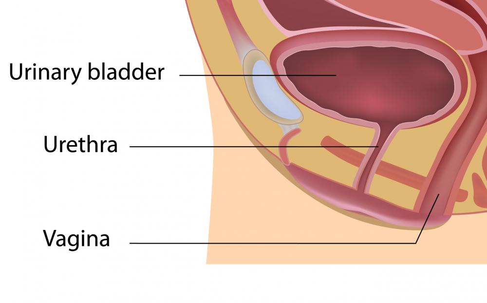 Stratified columnar epithelium can be found in the urethra.