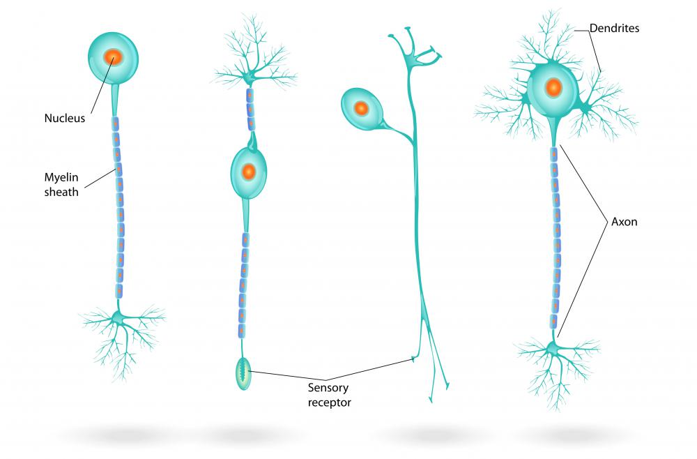 Class A and Class B nerve fibers have a myelin sheath coating, while Class C nerve fibers do not.