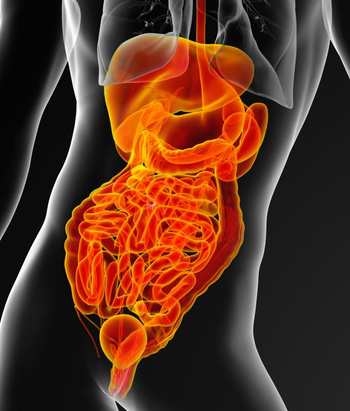 Adenosine triphosphate enables the movement of food through the digestive tract.