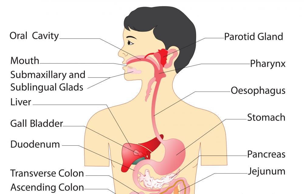 Amylase begins its work in the mouth, as food is being chewed, and continues it in the pancreas, where the enzyme is used to break down carbohydrates.
