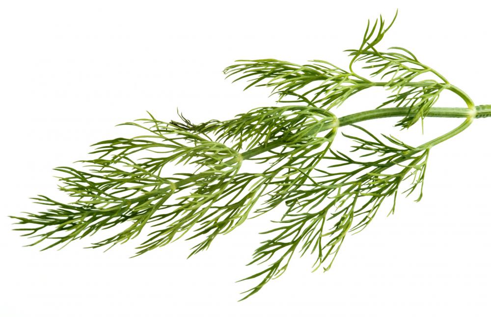 Dill is believed to have carminative properties.