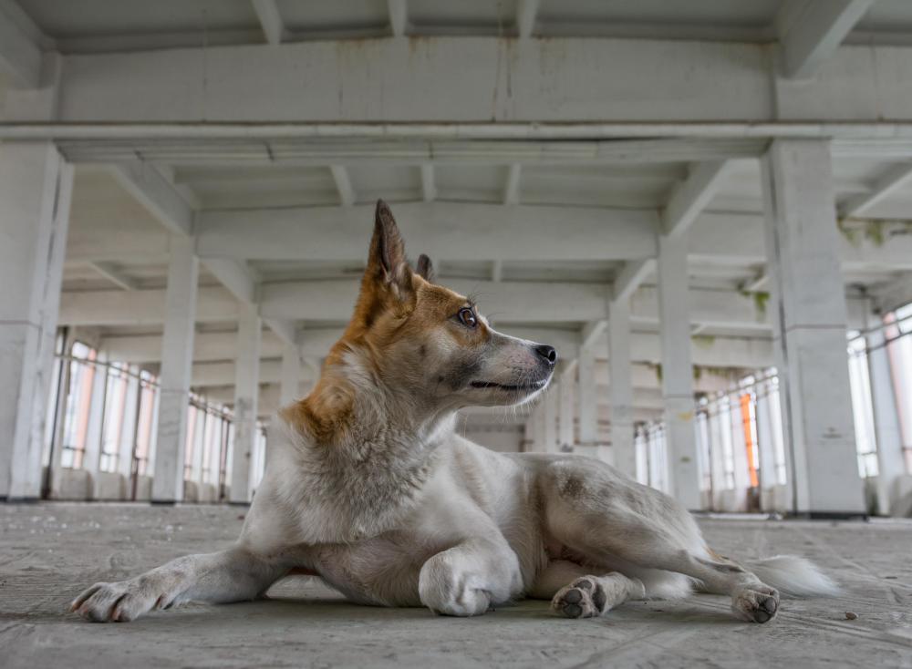 Scabies is similar to mange, which affects dogs.