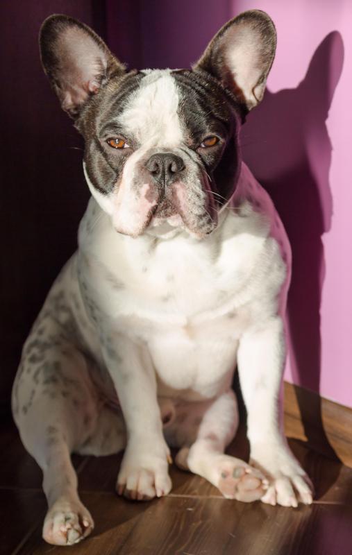 The Boston terrier is the Massachusetts state dog.