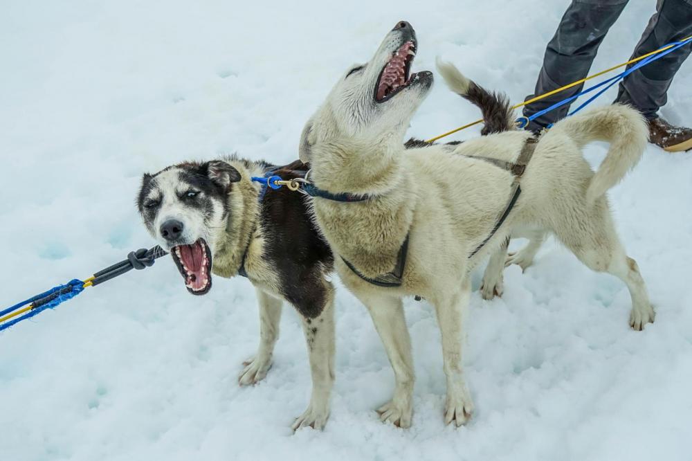 Dogs over 35 pounds are recommended as skijoring companions, such as Huskies, German Shepherds, Greyhounds and Border Collies.