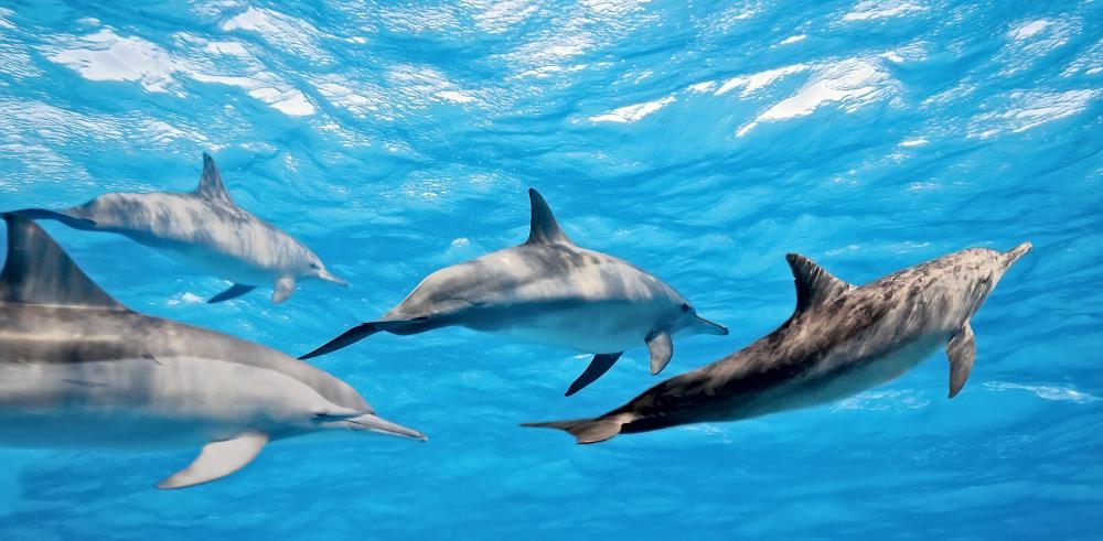 Recreational scuba divers often are looking for dolphins.