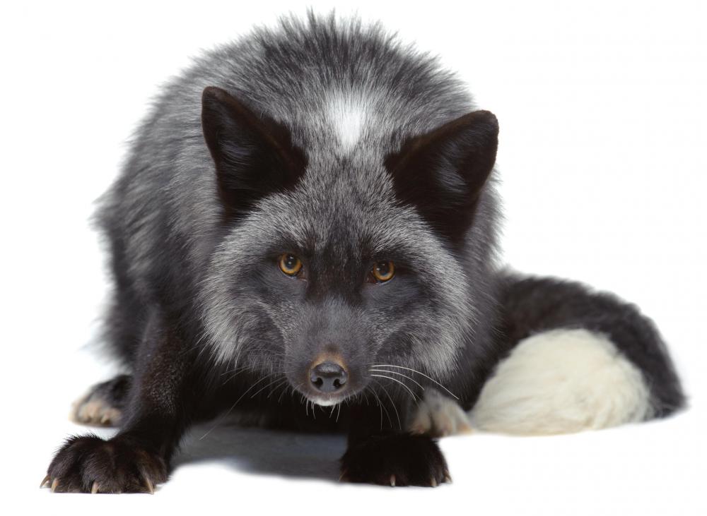 A silver fox, such as the ones used in the Soviet Union artificial selection experiments.