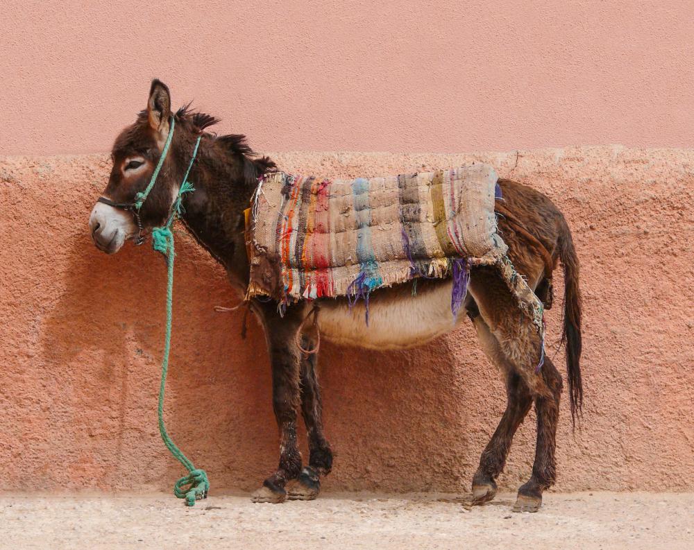 During the Las Posadas procession, people dress up, sing songs, and sometimes bring a donkey, which represents the animal Mary rode into Jerusalem on, along.