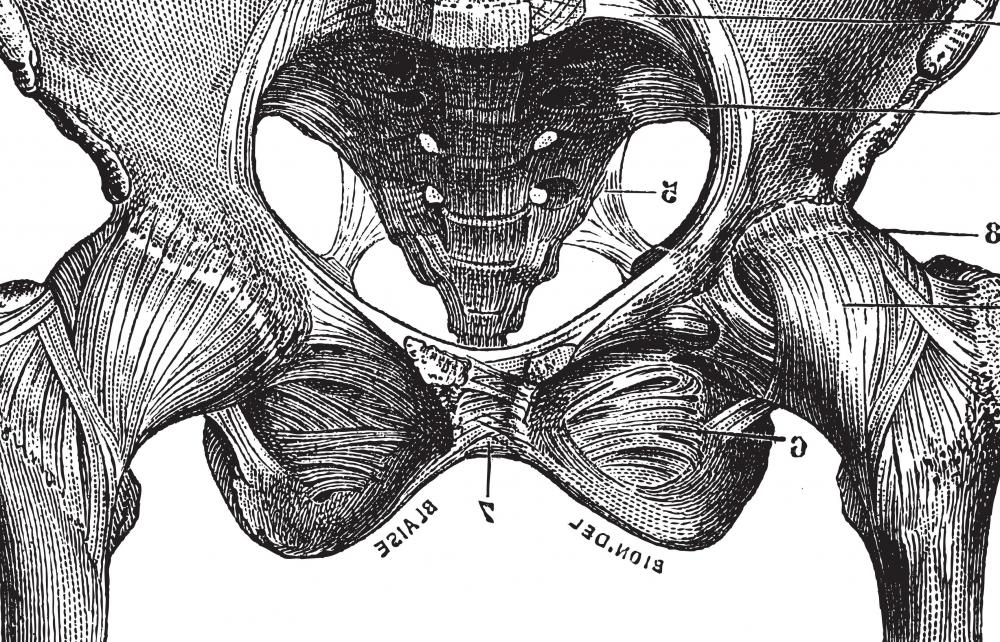 The pubic rami are four bones at the front of the pubic area that protect internal organs like the bladder.