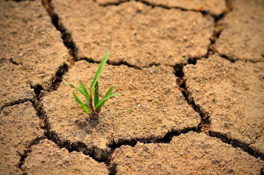 Dry, cracked earth in a desert.