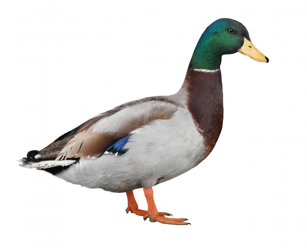 Duck decoys are used in the trapping and hunting of ducks.