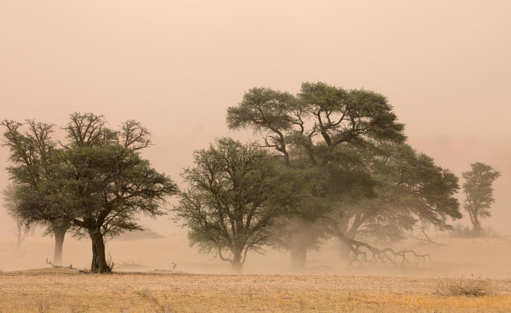 The ciliated epithelium helps protect the body from dust and particles.