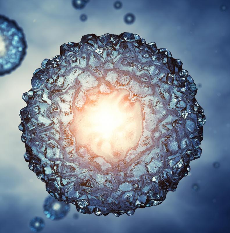 "Embryo" refers to multi-cellular organisms, or eukaryote.