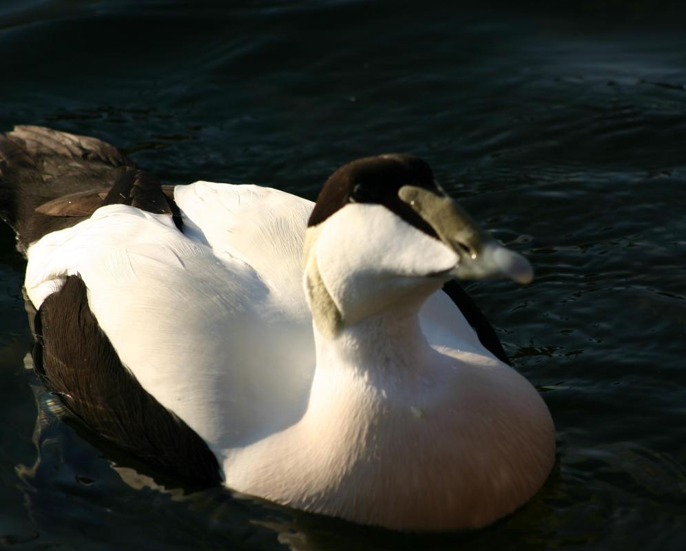 High-quality duvets are traditionally filled with eiderdown, a type of duck feather.