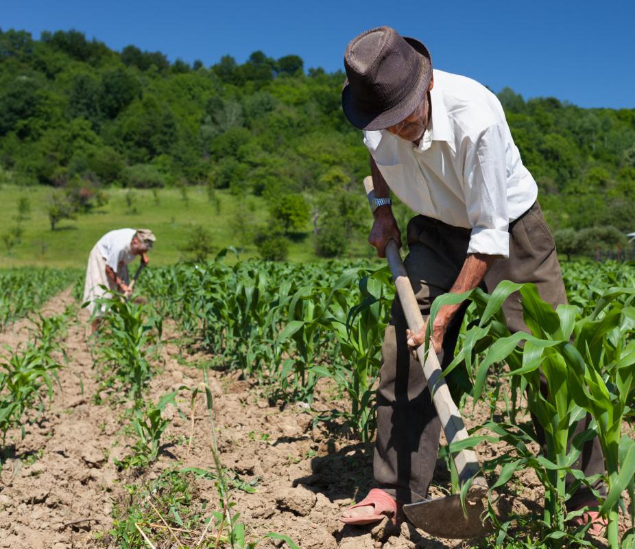 Small farmers struggle to compete with the extreme efficiency and subsequent low price points of agribusiness.