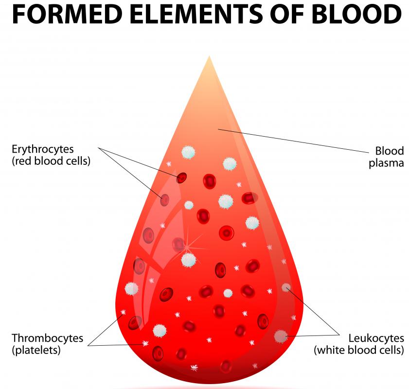 White blood cells are considered to be the main fighting soldiers in the body's immune system.