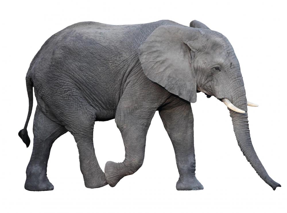 One ring of a circus might feature animals, such as elephants.