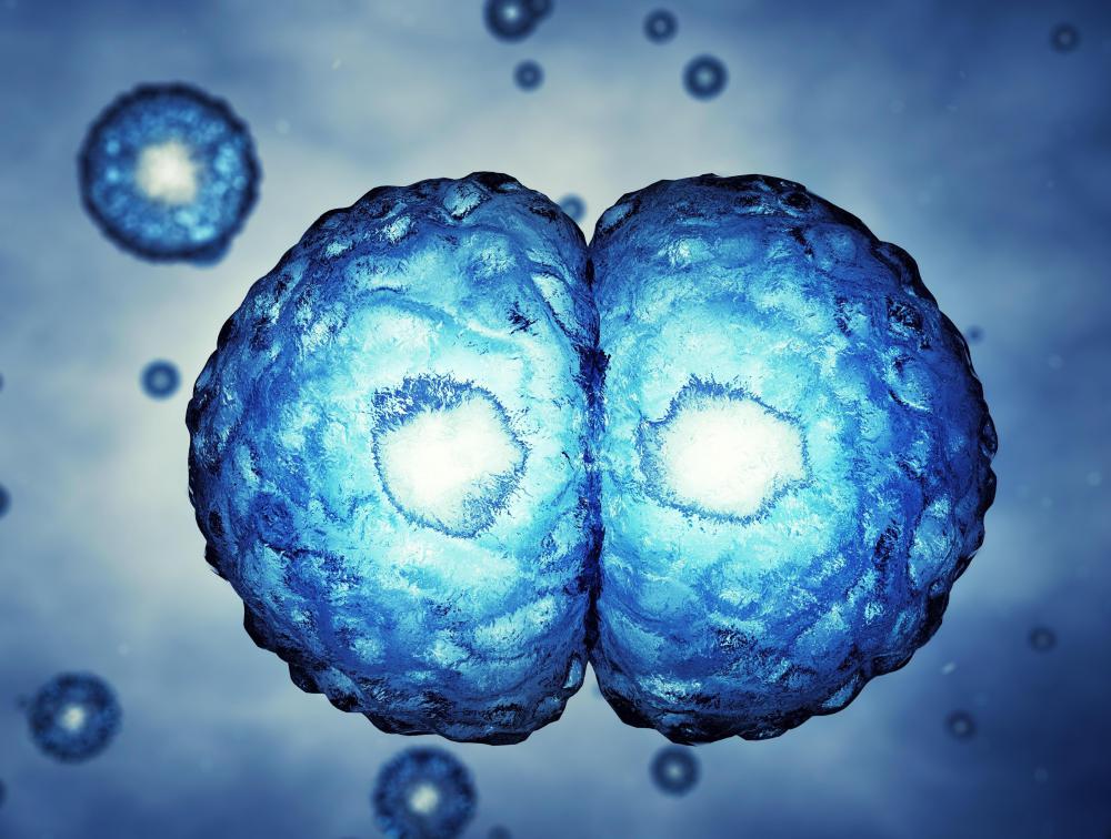 Stem cells.