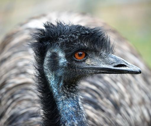 After a downturn in the emu ranching industry in the 1990s, Texans reported seeing herds of feral birds roaming the state.