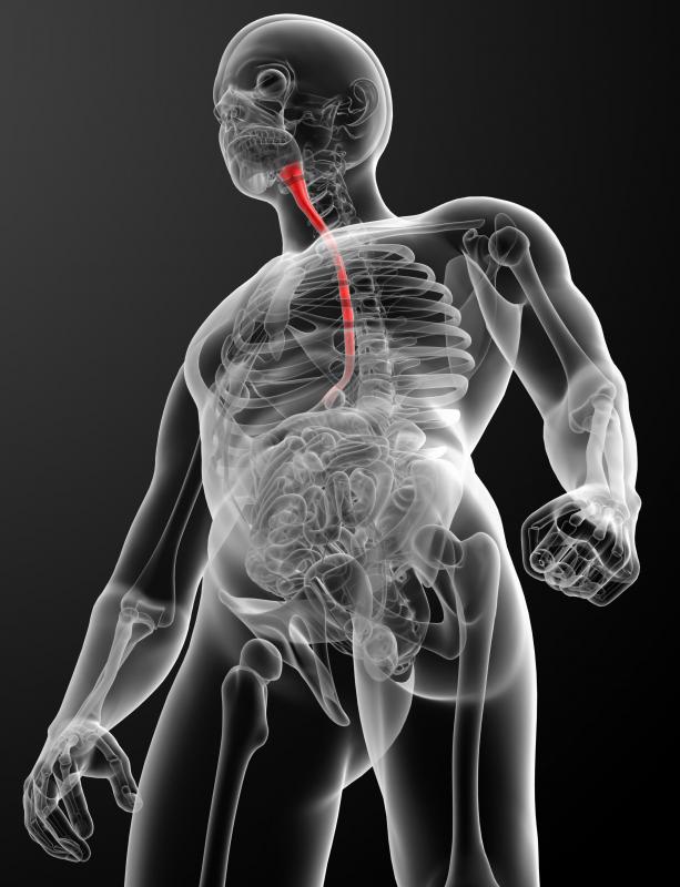 The tissue that lines the esophagus is a type of non-keratinized epithelium.