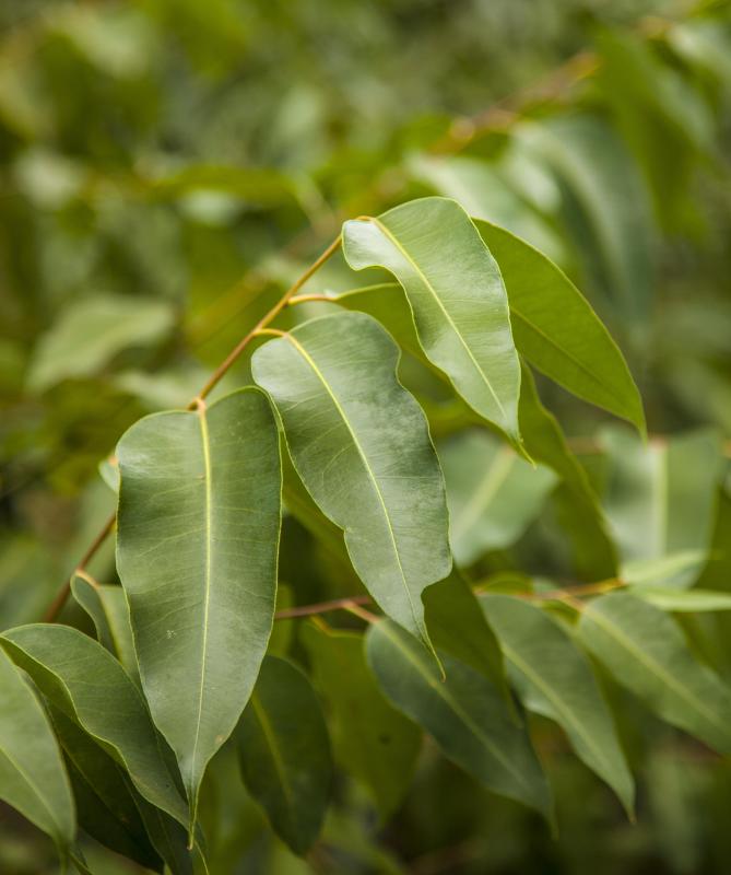 Alpha-pinene, found in eucalyptus oil, has anti-inflammatory properties.