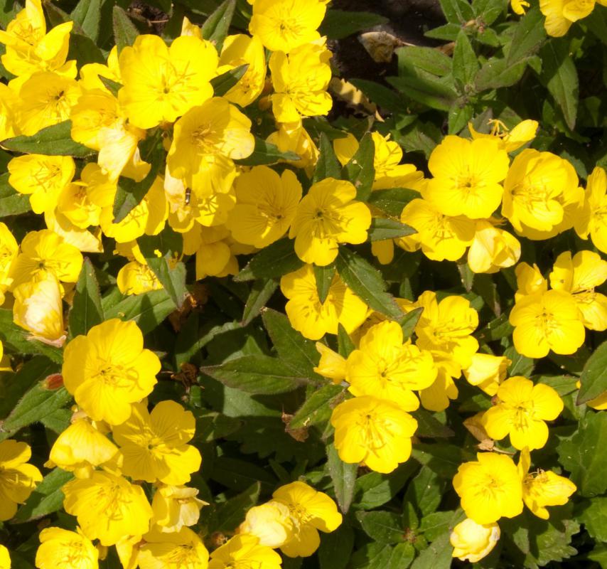 The fatty oil of the evening primrose flowering plant will not block pores when applied to the skin.