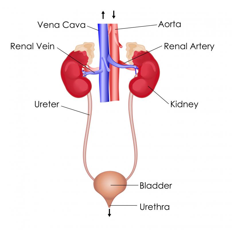 A bladder infection falls into the category of a UTI, which refers to any infection affecting the urinary system.