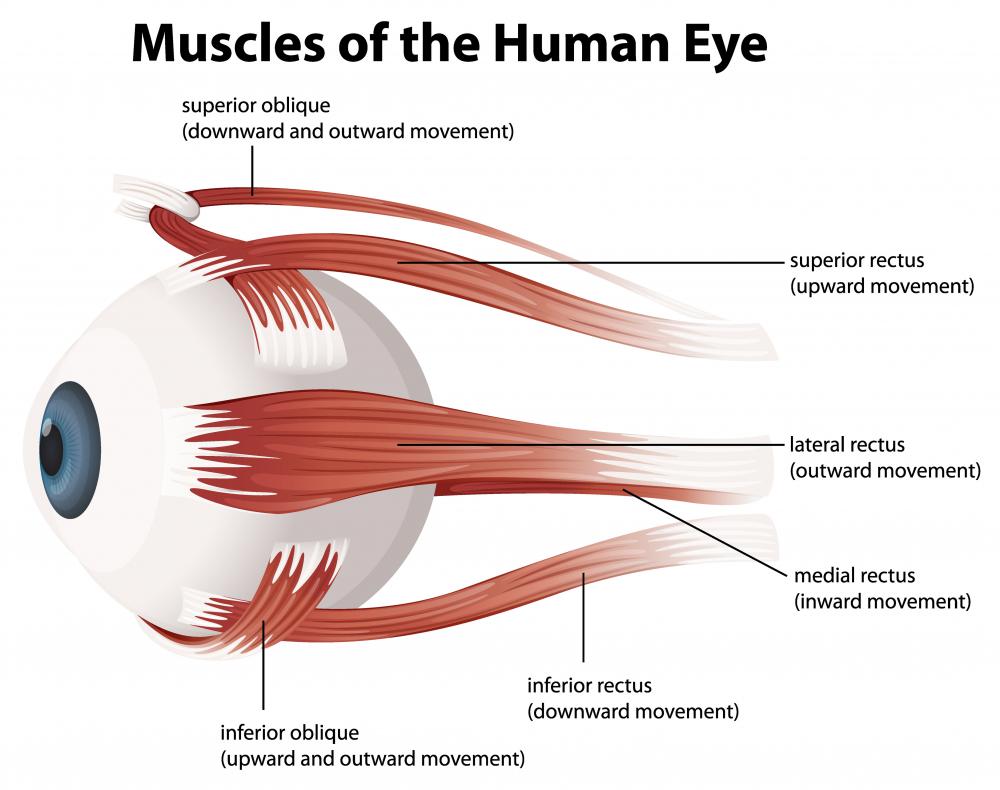 The muscles responsible for eye movement are also attached to the sclera.