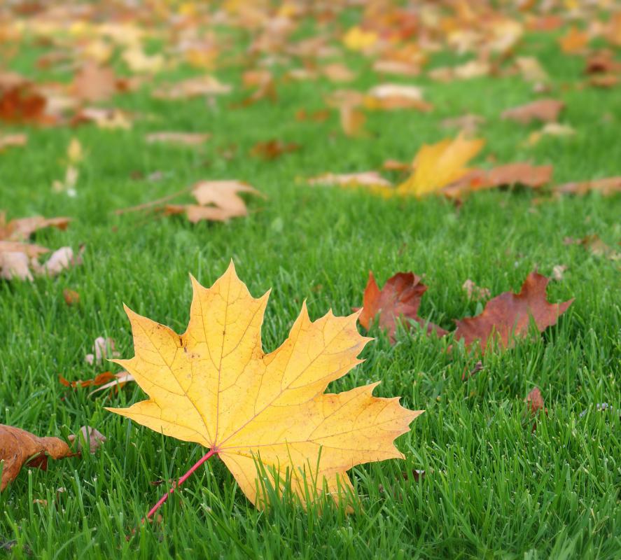 Living organisms, such as tree leaves, can become a part of the abiotic environment once they die and have their nutrients absorbed back into the soil.