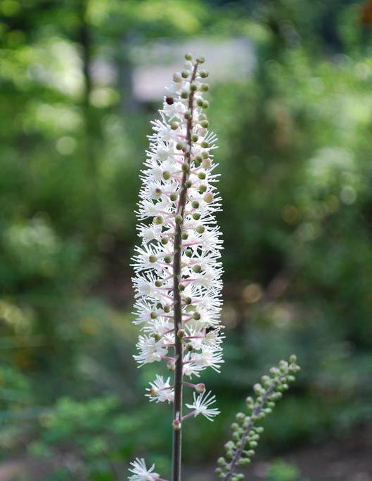 Helonias dioica is another name for False Unicorn.