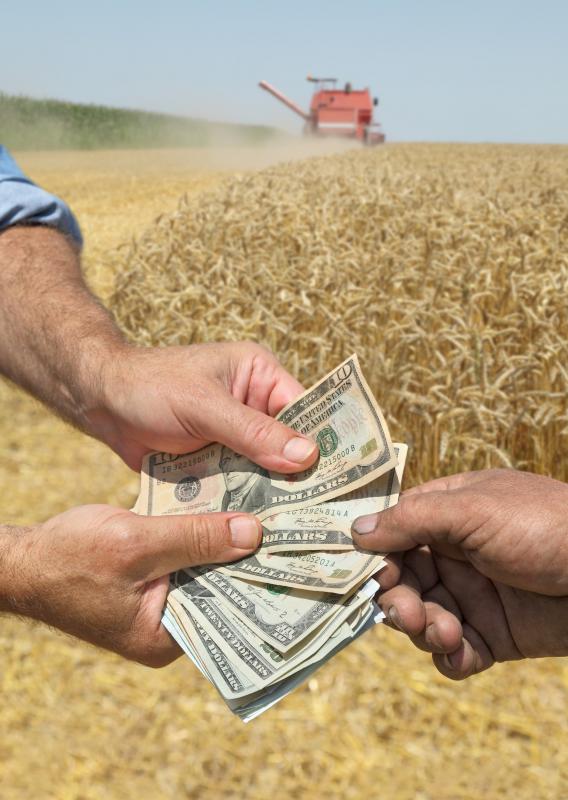 Corn was a staple crop for Native Americans and still is in the U.S. today.
