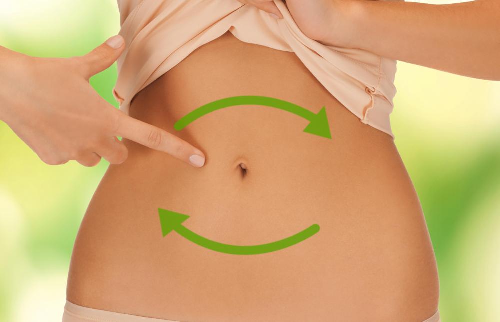 The abdomen houses organs related to digestion.