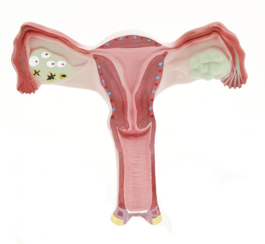 Luteinizing hormone levels regulate reproductive system functions.