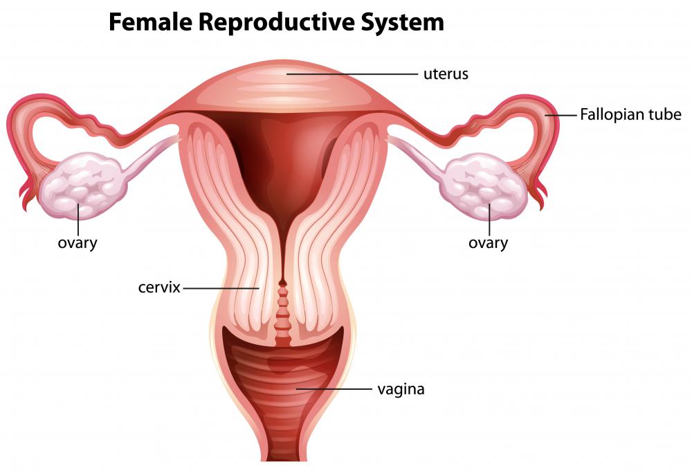 The primary function of the female reproductive system is to carry and nurture unborn children.