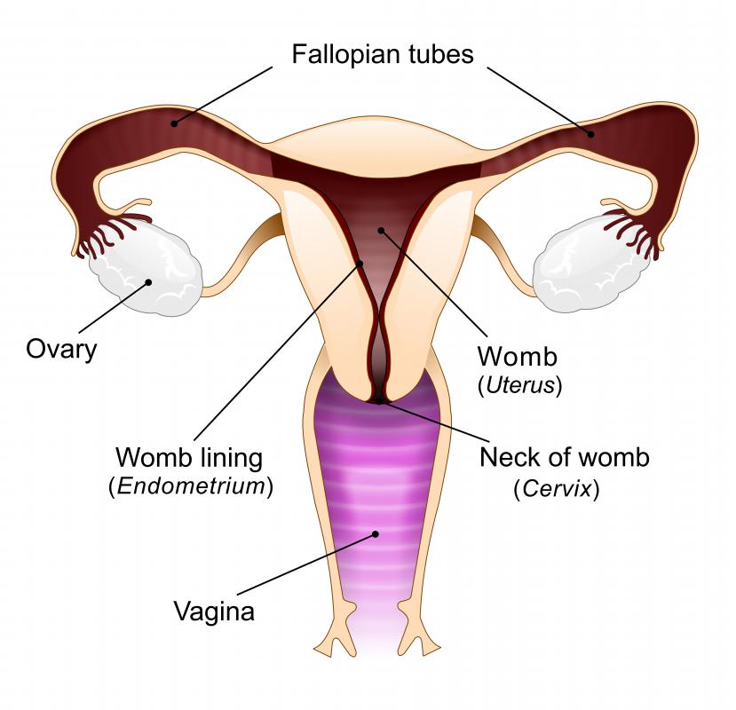 A diagram of the female reproductive system.