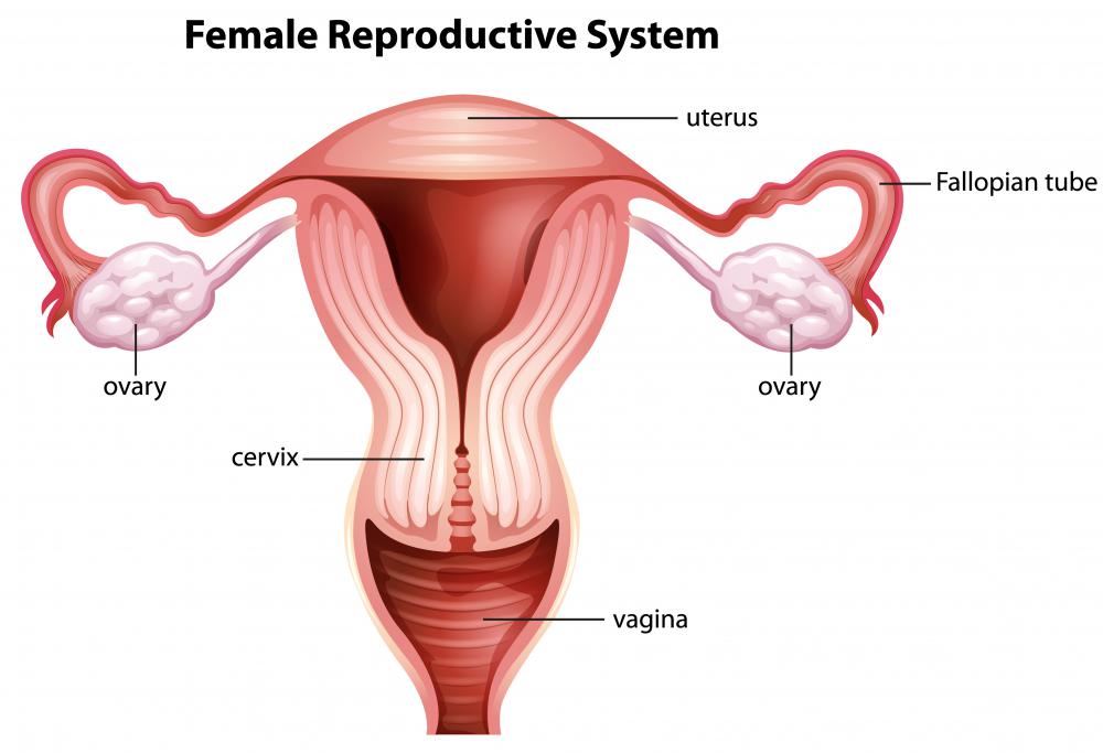 The fimbria, which is located at the end of the fallopian tube, responds to changing levels of sex hormones to swell at the time of ovulation in order to stimulate the ovary so that it will release an egg.