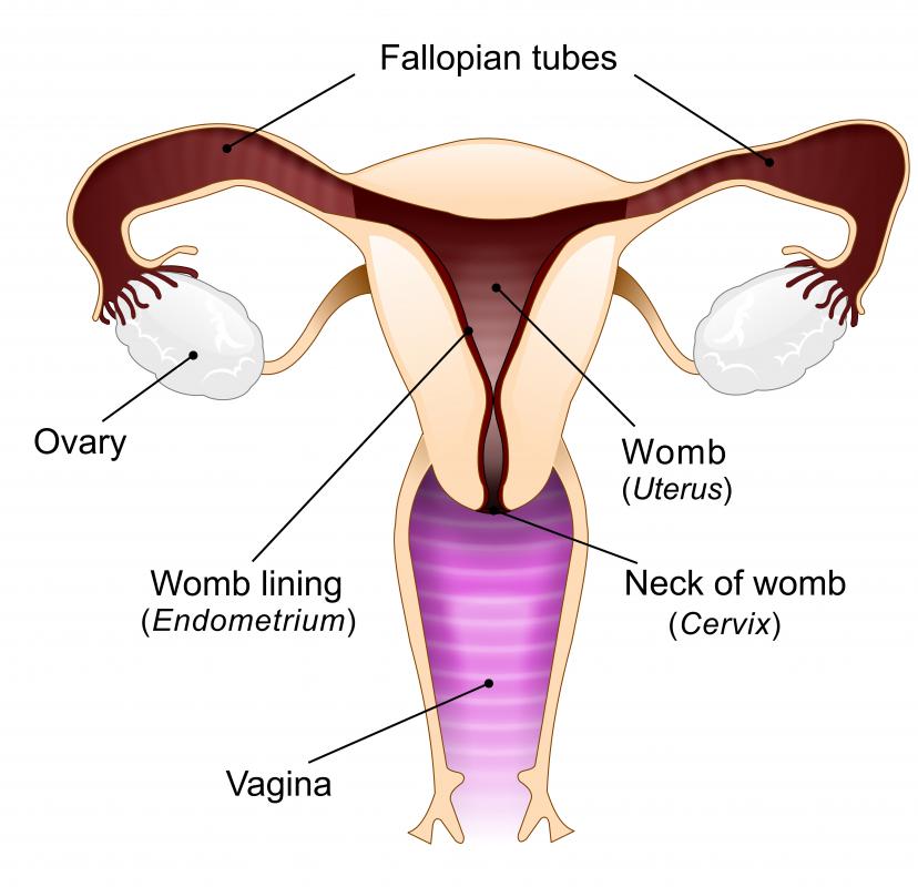 In females, the ovaries are responsible for producing most of the body\'s estrogen.