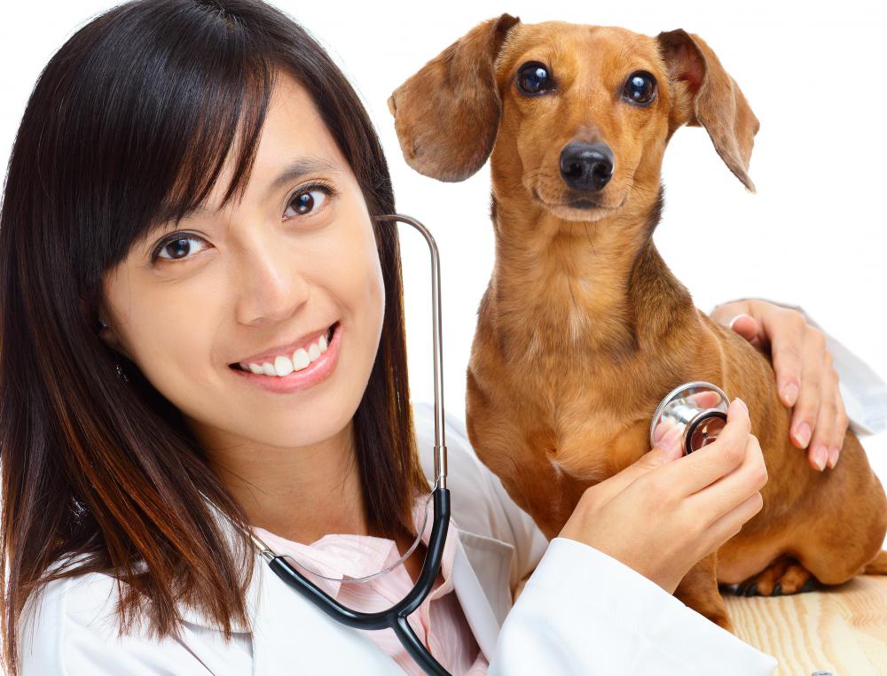 Pets who have fleas might be treated with the help of a veterinarian.