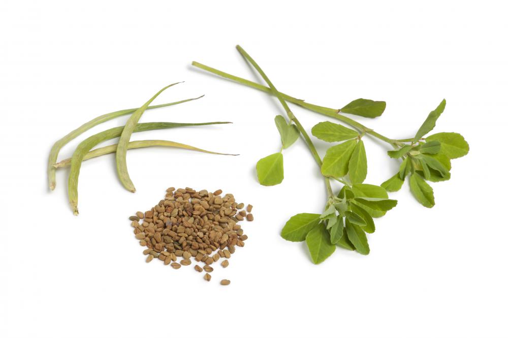 Fenugreek leaves and seeds have medicinal and culinary uses.