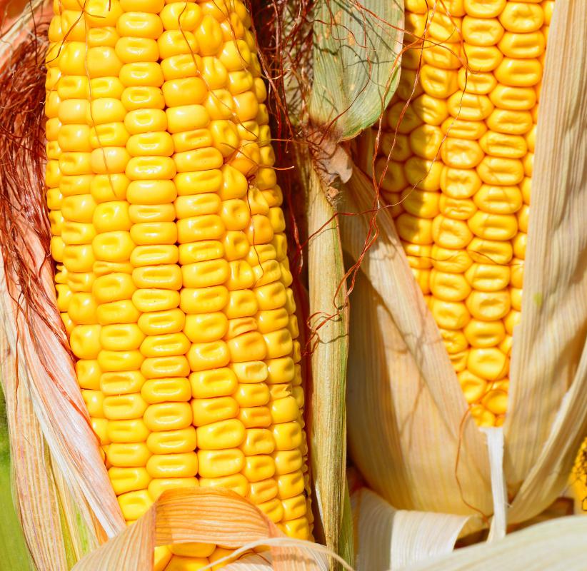 Cornstarch is derived from corn.