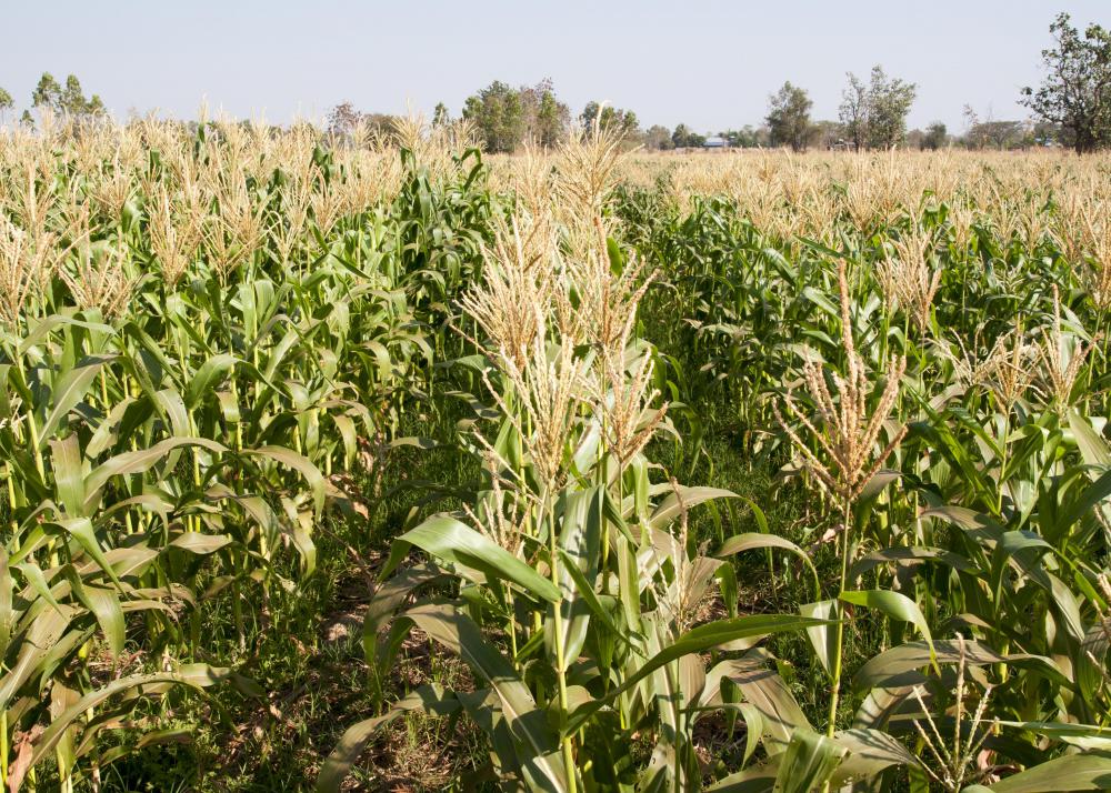 In the United States, farmers of some crops, such as corn, receive agricultural subsidies from the government.