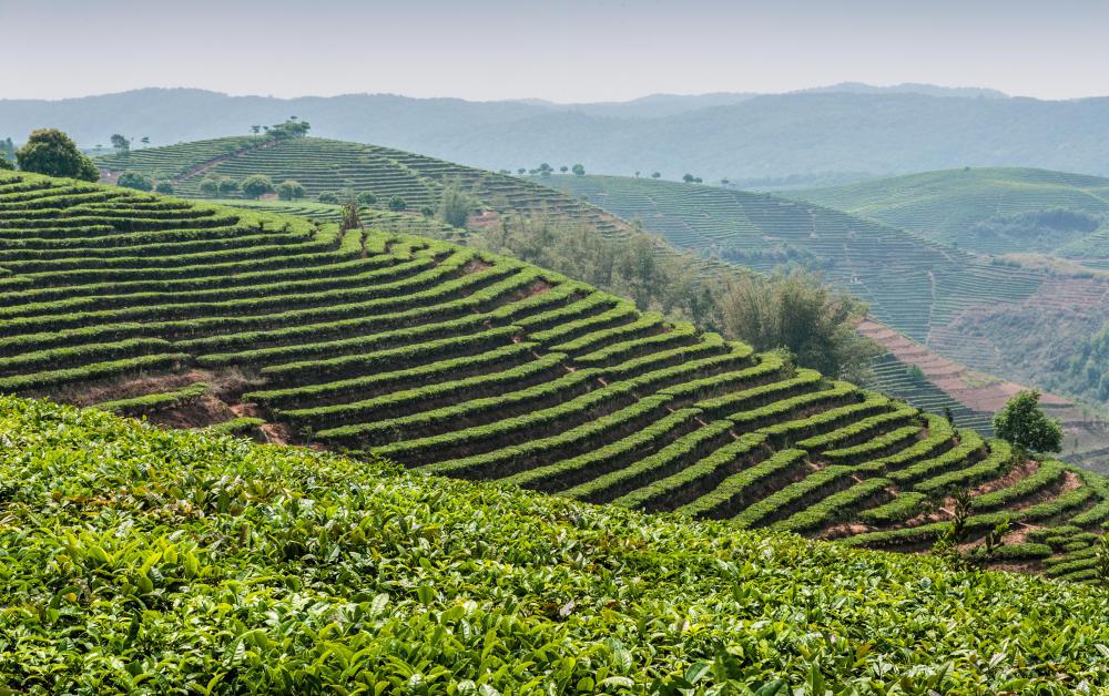 Farmland could be the subject of a vegetation map.